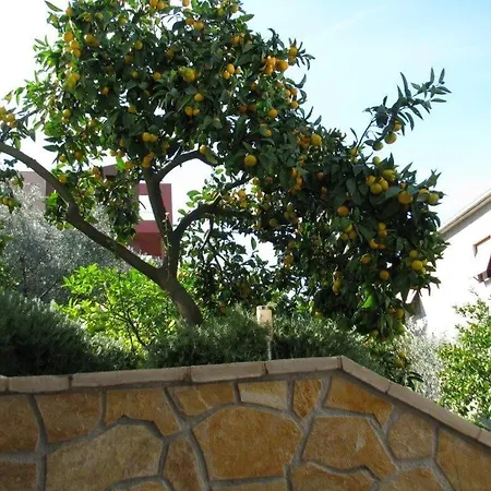 Marin * تروغير